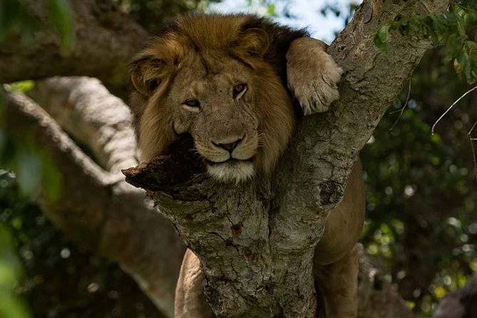 8 days Murchison Falls, Chimpanzee & Gorilla Trekking Safari - Entering the wildlife circuit: Kampala to Ziwa Rhino Sanctuary