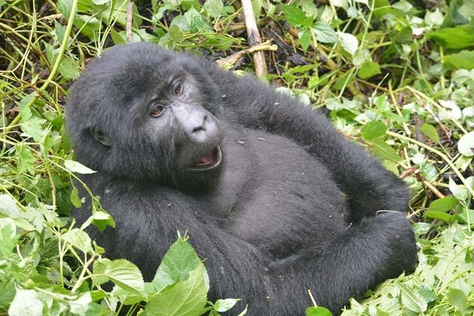 8 days Murchison Falls, Chimpanzee & Gorilla Trekking Safari - Murchison Falls game drive plus Nile cruise, the big wow combo