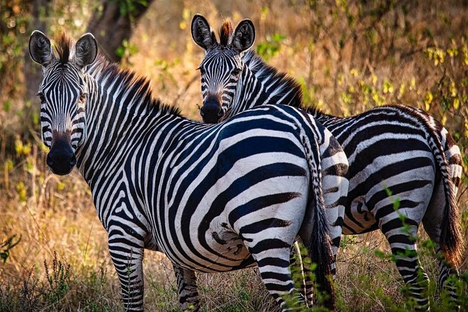 8 Days Uganda Primates Safari - Queen Elizabeth National Park: game drive plus Kazinga cruise