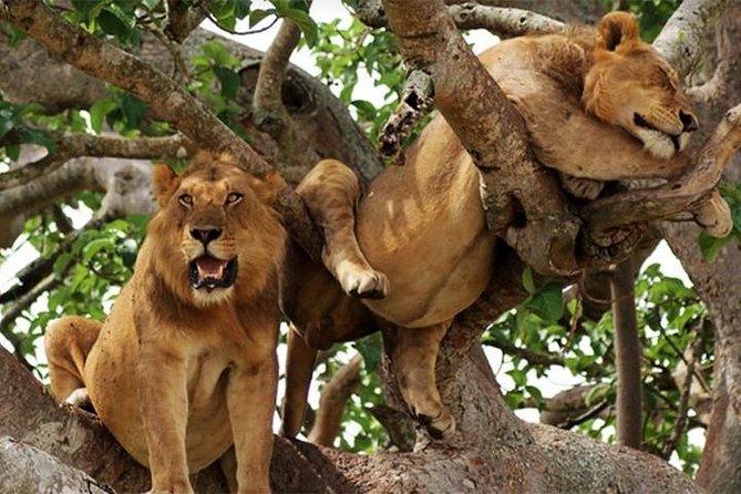 8 Days Uganda Primates Safari - Bwindi Impenetrable Forest, gorilla trekking with the right briefing