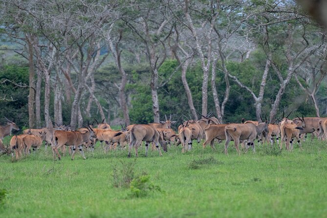8 Days Uganda Primates Safari - Lake Mburo National Park and Igongo Cultural Center, smaller stage, good variety