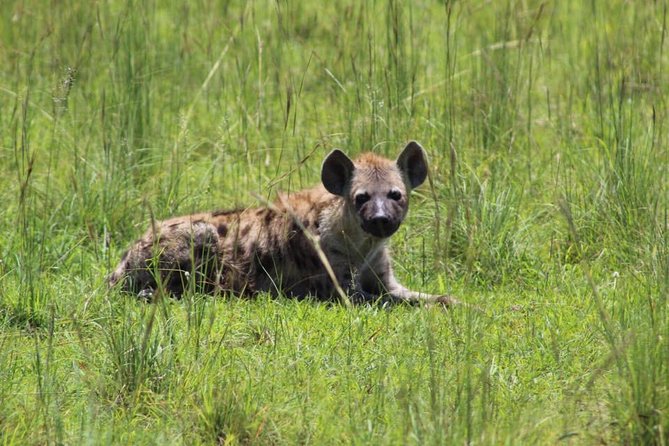 8 Days Uganda Primates Safari - Day 8 in Entebbe: a final foot-on-the-ground wildlife moment plus the equator
