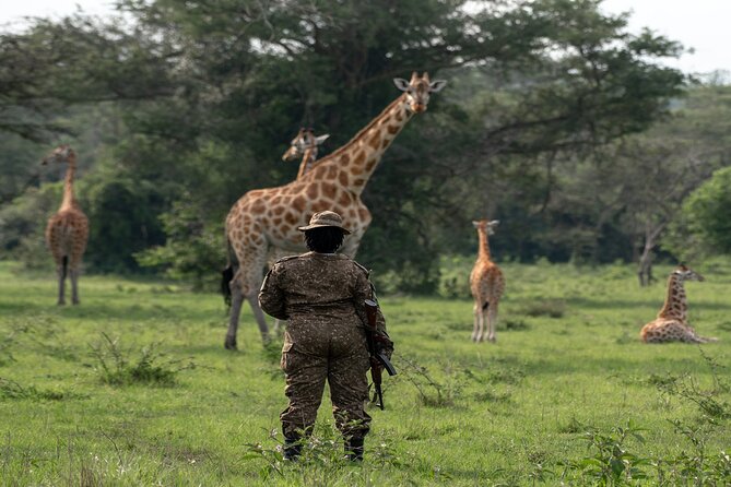8 Days Uganda Primates Safari - Kibale Forest National Park and the Kanyanchu chimp trek