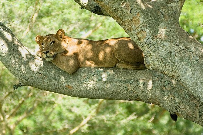 9 Best of Uganda gorilla and wildlife safari - Key things to love about this safari