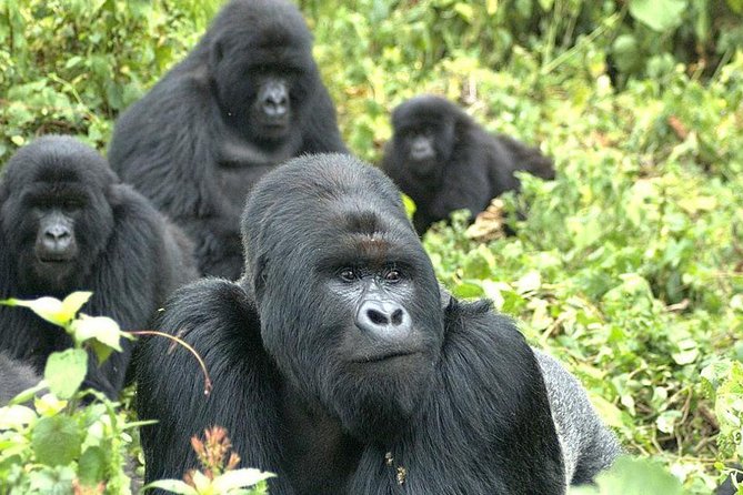 9 Best of Uganda gorilla and wildlife safari - Chimpanzee tracking in Kibale Forest, Kanyanchu briefing at 08:00