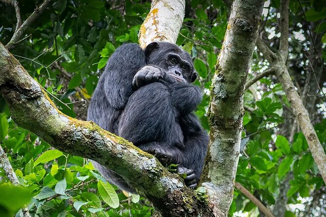 9-Day Private Uganda Wildlife Safari - Why This 9-Day Fly-In Format Works for Real Wildlife Time