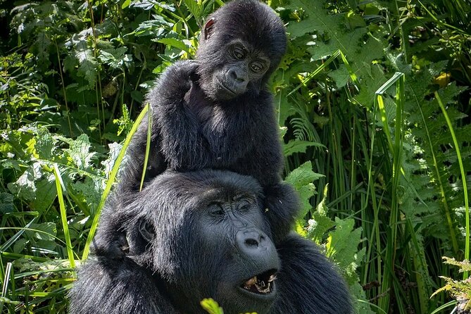 9-Day Private Uganda Wildlife Safari - Day 3 and 4 in Kibale Forest: Chimp Tracking and a Swamp Walk on Primate Time