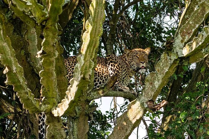 9-Day Private Uganda Wildlife Safari - Day 5 and 6 in Queen Elizabeth: Kazinga Channel Hippos and Sunrise Game Drives
