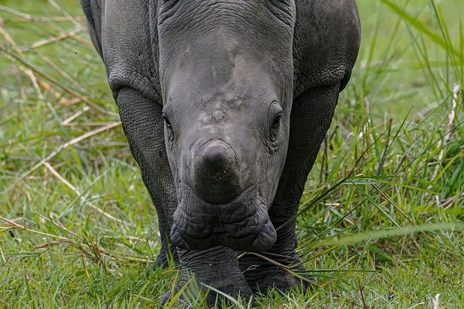 9-Day Private Uganda Wildlife Safari - Day 7 in Bwindi: Tree-Climbing Lions and a Lodge With Serious Views