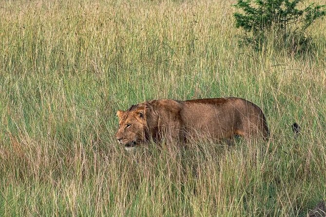 9-Day Private Uganda Wildlife Safari - Day 8 Gorilla Trekking: Habituated Families, Signs in the Forest, and One Hour That Matters