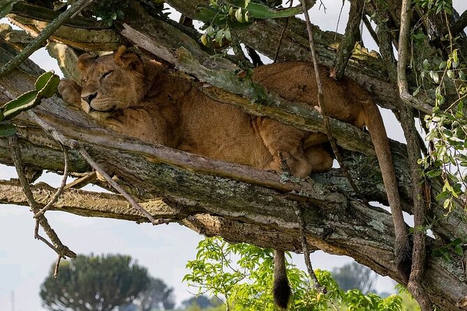 9-Day Private Uganda Wildlife Safari - Day 9 Back to Entebbe: Airstrip Flight Timing and a Final Morning Reset