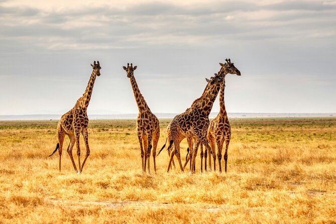 9 Days Uganda Wildlife Safaris, Gorilla Trekking & Hiking - Bwindi gorilla trek: what your one-hour encounter really means