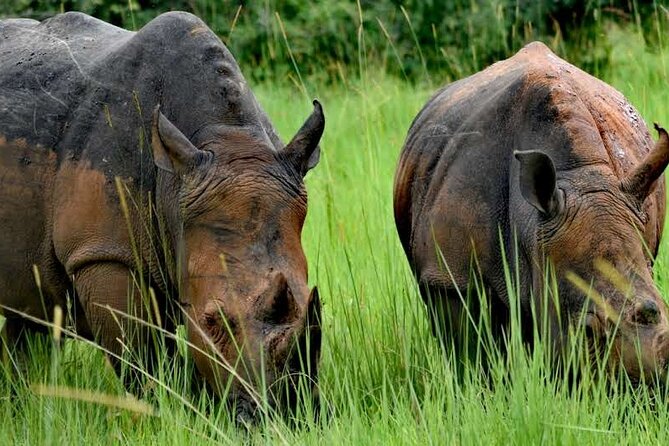 A Thrilling 1-Day Rhino Tracking Tour in Uganda - Key Things That Make This Rhino Day Work