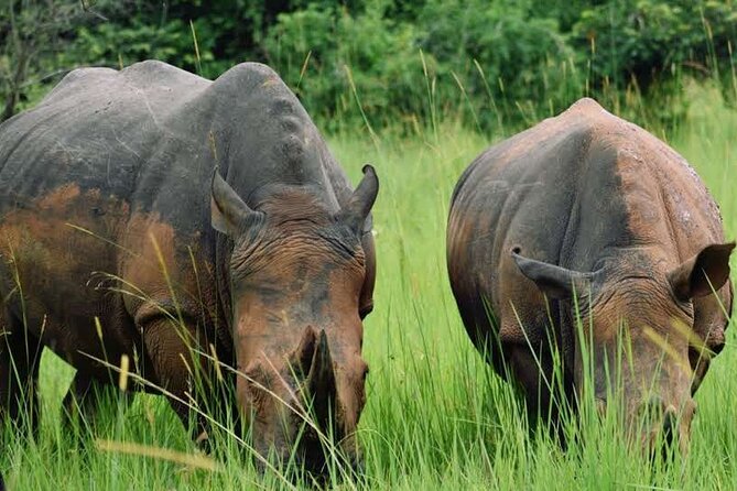 A Thrilling 1-Day Rhino Tracking Tour in Uganda - Ziwa Rhino Sanctuary, and What You’re Actually Paying For