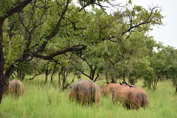 A Thrilling 1-Day Rhino Tracking Tour in Uganda - Savanna to Woodland: Fitness and Clothing That Actually Help