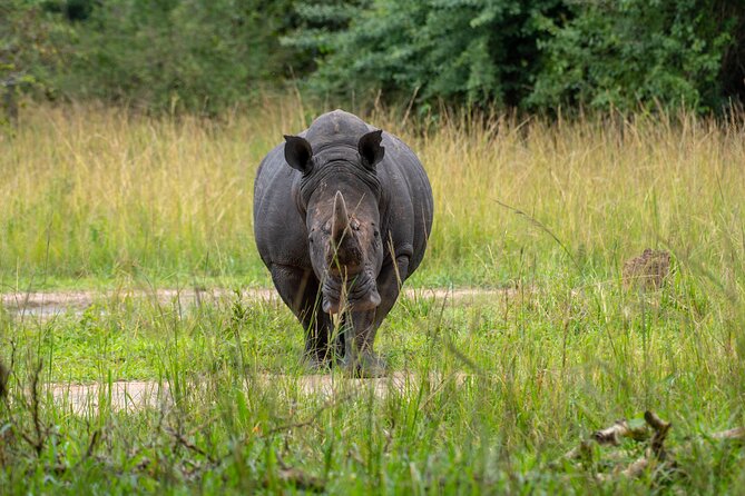 A Thrilling 1-Day Rhino Tracking Tour in Uganda - Lunch in the Sanctuary: A Break That Keeps the Day Comfortable