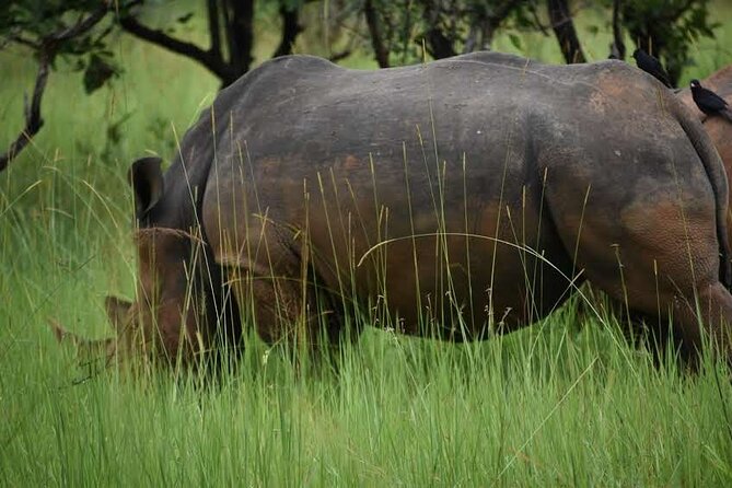 A Thrilling 1-Day Rhino Tracking Tour in Uganda - Price and What Makes It Feel Worth It