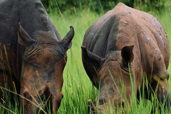 A Thrilling 1-Day Rhino Tracking Tour in Uganda - Who Should Book This Rhino Tracking Day