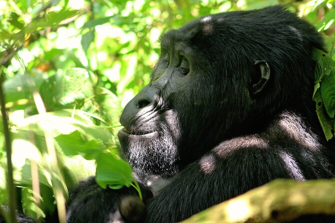 Bwindi Gorilla Safari - 3 Days - Day 1: Kampala or Entebbe to Bwindi, with an equator photo stop
