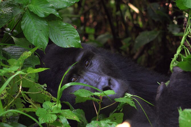 Bwindi Gorilla Safari - 3 Days - Day 3: Back out to Kampala, ending with a drop-off in the evening