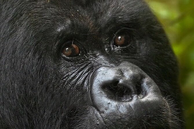 Bwindi Gorilla Safari - 3 Days - Price and value: what you are paying for, and what it covers