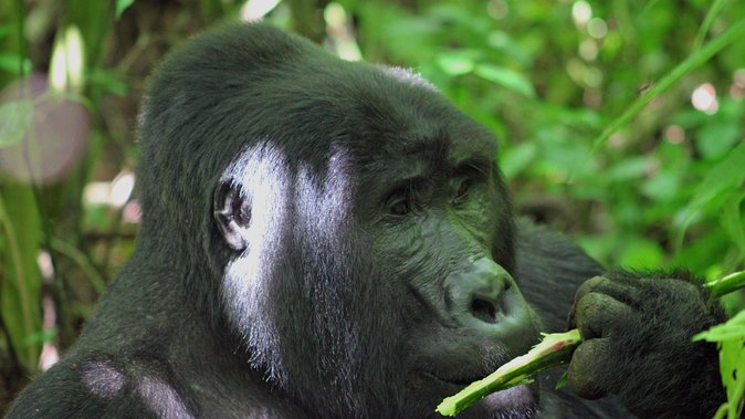 Bwindi Gorilla Safari - 3 Days - Day 2: The gorilla trek, small groups, and forest sign-reading