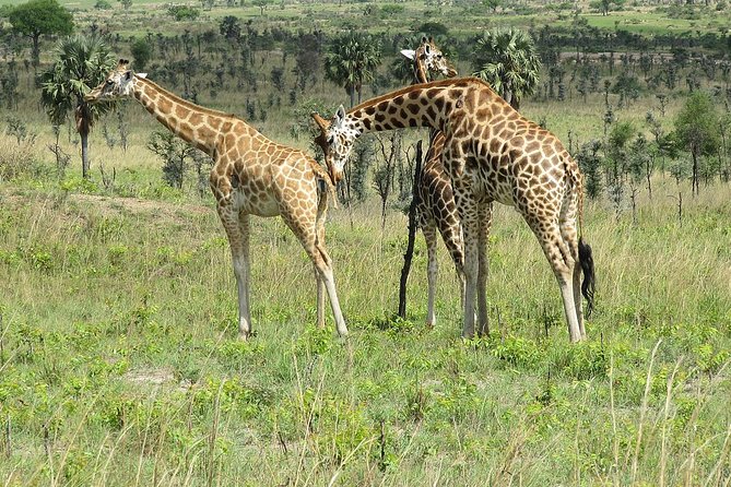 Bwindi impenetrable Kenya Tanzania Gorilla Safari 14 days 13 nights - Why this 14-day route from Uganda to Tanzania makes sense