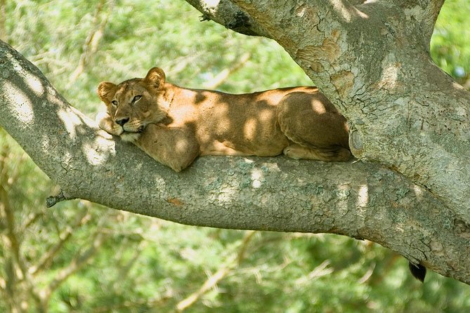 Bwindi impenetrable Kenya Tanzania Gorilla Safari 14 days 13 nights - Bwindi transfer to gorilla trekking, with realistic expectations