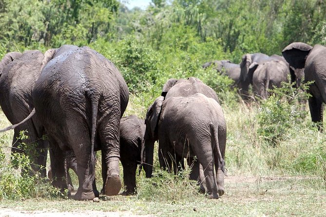 Bwindi impenetrable Kenya Tanzania Gorilla Safari 14 days 13 nights - How the Uganda to Kenya transition changes the vibe