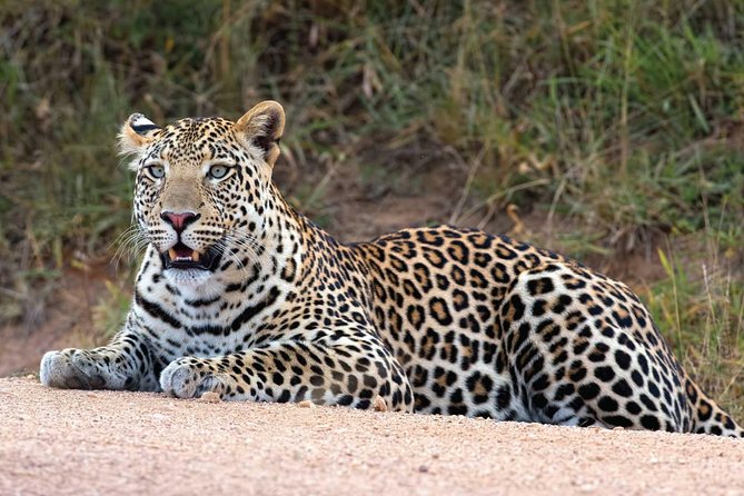 Bwindi impenetrable Kenya Tanzania Gorilla Safari 14 days 13 nights - Maasai Mara: where early drives and long days pay off