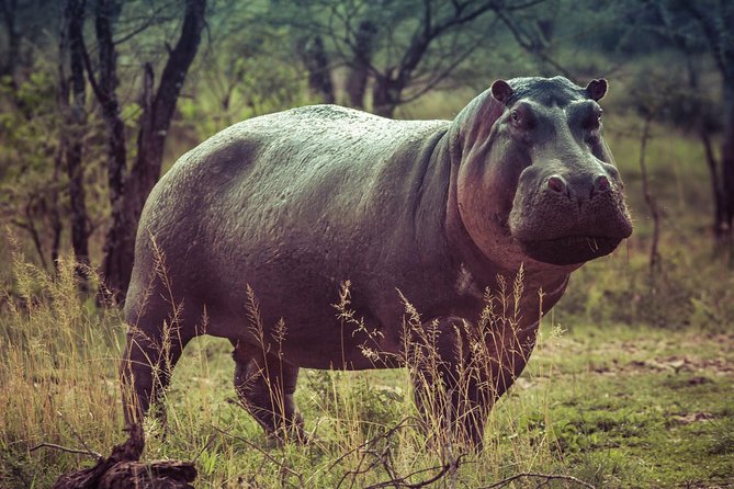 Bwindi impenetrable Kenya Tanzania Gorilla Safari 14 days 13 nights - Lake Manyara and Ngorongoro: crater day planning, plus a picnic lunch