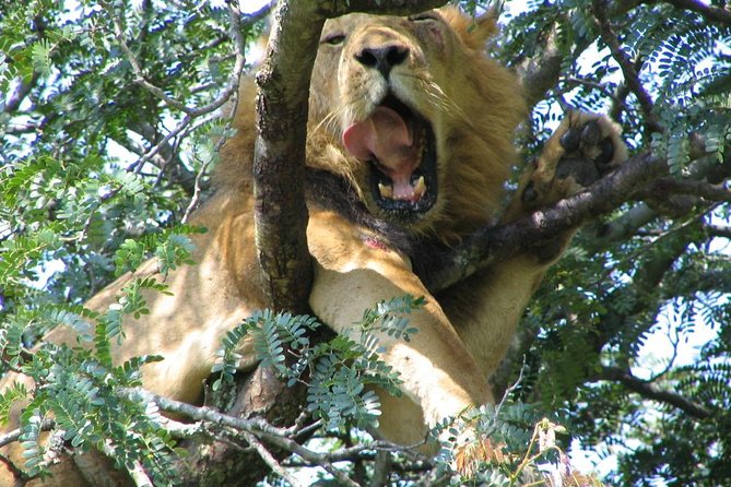 Bwindi impenetrable Kenya Tanzania Gorilla Safari 14 days 13 nights - Lodging and meals: what’s actually included