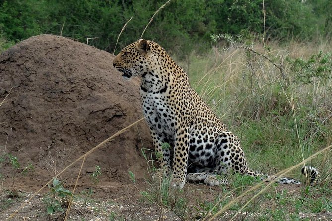 Bwindi impenetrable Kenya Tanzania Gorilla Safari 14 days 13 nights - Entebbe pickup and your first sleep matters