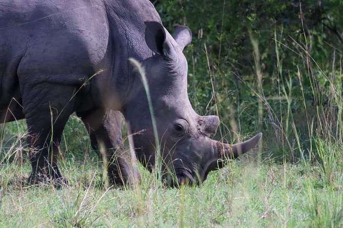 Day Tour Of Ziwa Rhino Sanctuary and Wildlife Ranch - ZIWA RHINO TREKKING - Key Highlights You Will Actually Care About