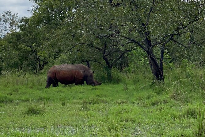 Day Tour Of Ziwa Rhino Sanctuary and Wildlife Ranch - ZIWA RHINO TREKKING - Rhino Fund Uganda: What the Trek Is Like on the Ground