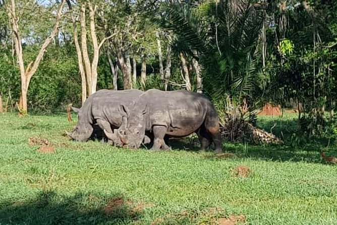 Day Tour Of Ziwa Rhino Sanctuary and Wildlife Ranch - ZIWA RHINO TREKKING - Beyond Rhinos: Monkeys, Hippos, and the Bird List You Will Remember
