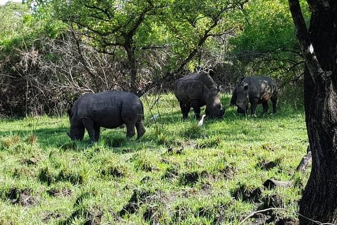 Day Tour Of Ziwa Rhino Sanctuary and Wildlife Ranch - ZIWA RHINO TREKKING - Lunch, WiFi, and Small Comfort Wins for a Long Day