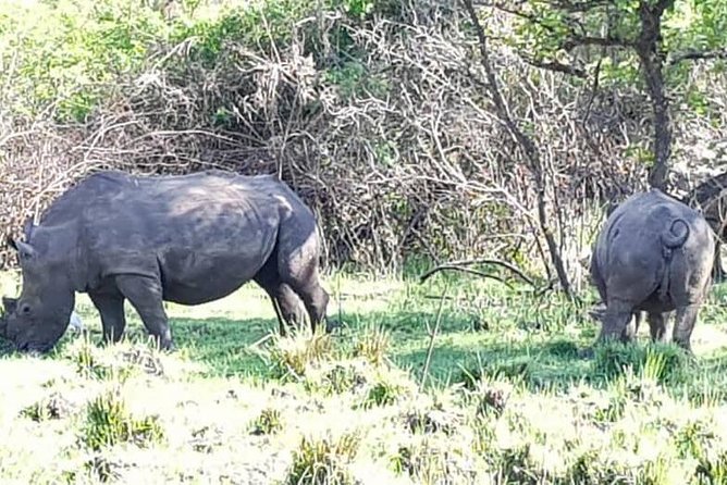 Day Tour Of Ziwa Rhino Sanctuary and Wildlife Ranch - ZIWA RHINO TREKKING - Private Group Style: Why This Feels Less Like a Production
