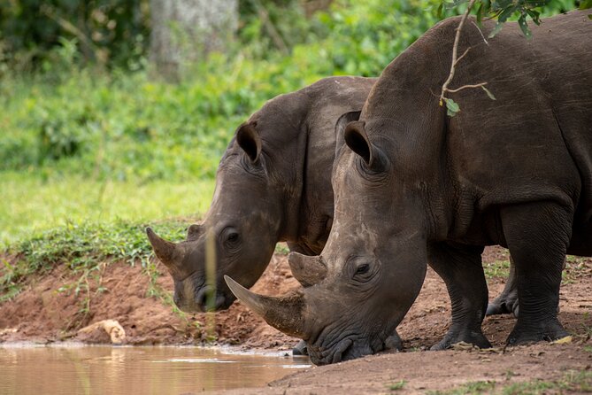 Day Tour Of Ziwa Rhino Sanctuary and Wildlife Ranch - ZIWA RHINO TREKKING - Price and Value: Why $300 Can Make Sense Here