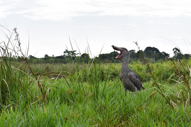 Entebbe Eco Tour - Full Day - Key points to know before you go