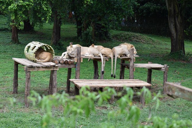 Entebbe Eco Tour - Full Day - Morning pickup and what the day feels like