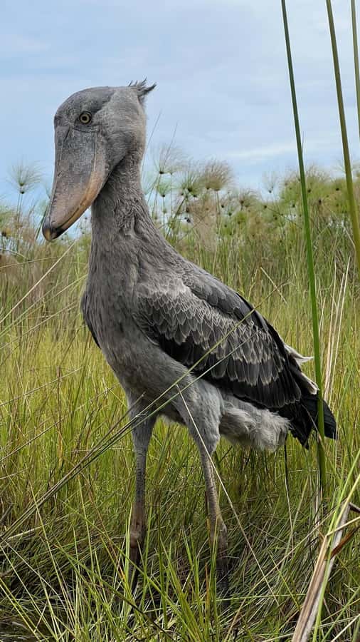 Entebbe: Mabamba Swamp Shoebill Tracking Boat Tour - Why Mabamba Swamp is a big deal for birdwatchers