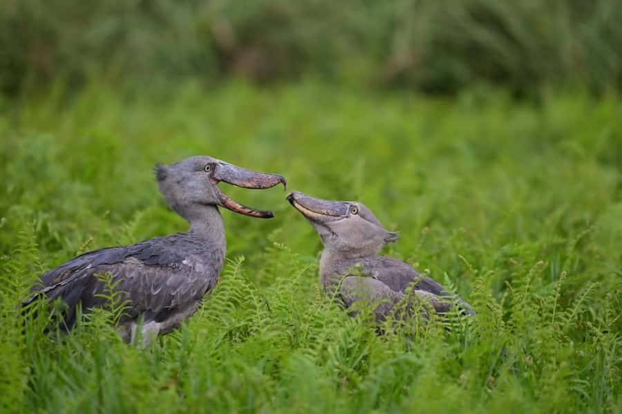 Entebbe: Mabamba Swamp Shoebill Tracking Boat Tour - In the wetlands: canoe tracking in papyrus-lined channels