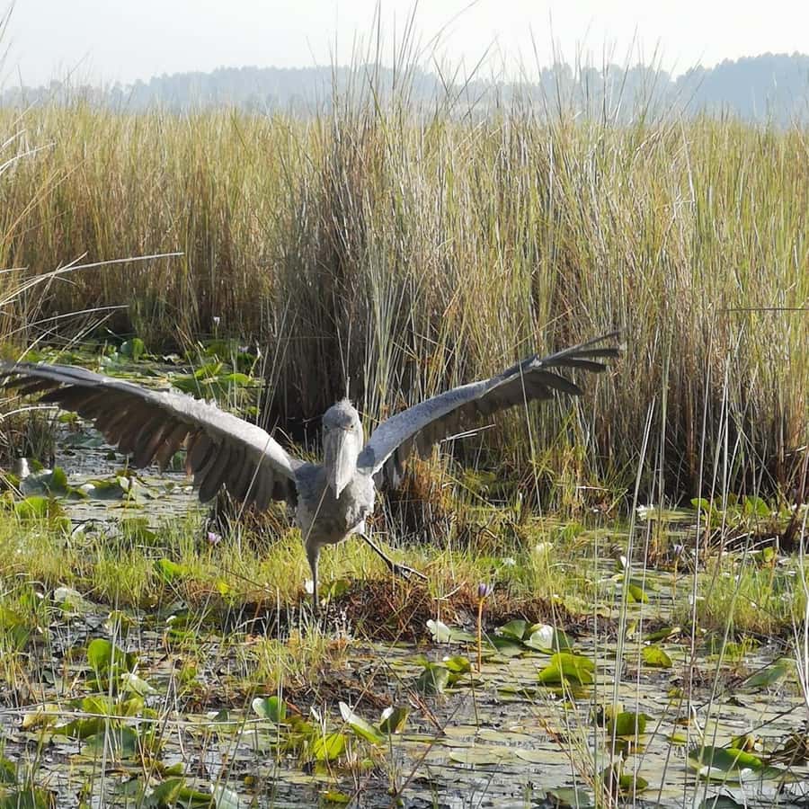 Entebbe: Mabamba Swamp Shoebill Tracking Boat Tour - Shoebill Stork tracking: how to maximize your chances