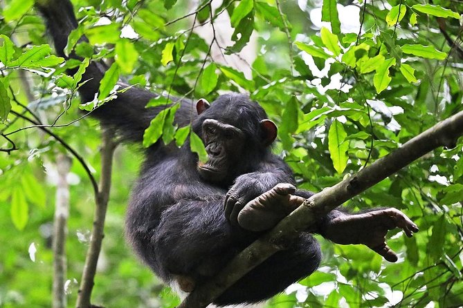 Experience Chimpanzee Trekking in Budongo Forest - Key highlights at a glance