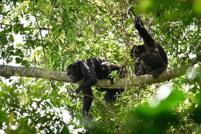 Experience Chimpanzee Trekking in Budongo Forest - Budongo Forest Chimpanzees: Why This Masindi Area Works