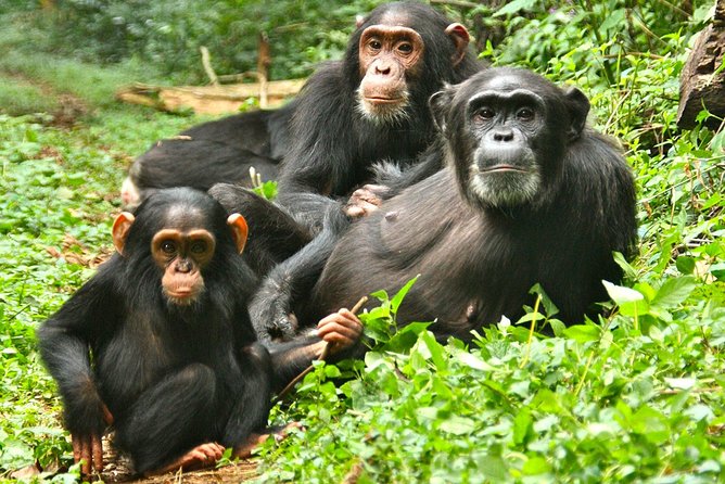 Experience Chimpanzee Trekking in Budongo Forest - The Chimpanzee Hour: Behavior Watching and Photo Time