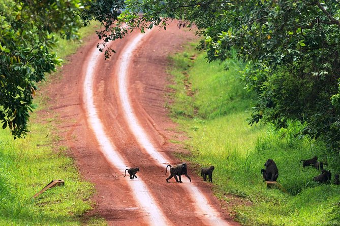 Experience Chimpanzee Trekking in Budongo Forest - Private Transport and Why It Adds Real Value