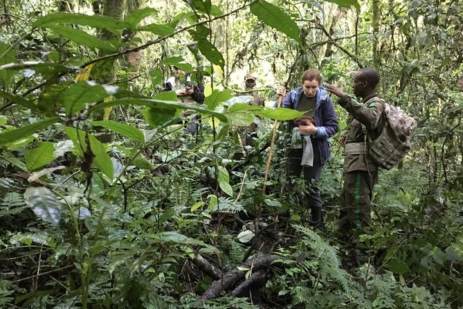 Experience Chimpanzee Trekking in Budongo Forest - Price and What You Actually Get for $150