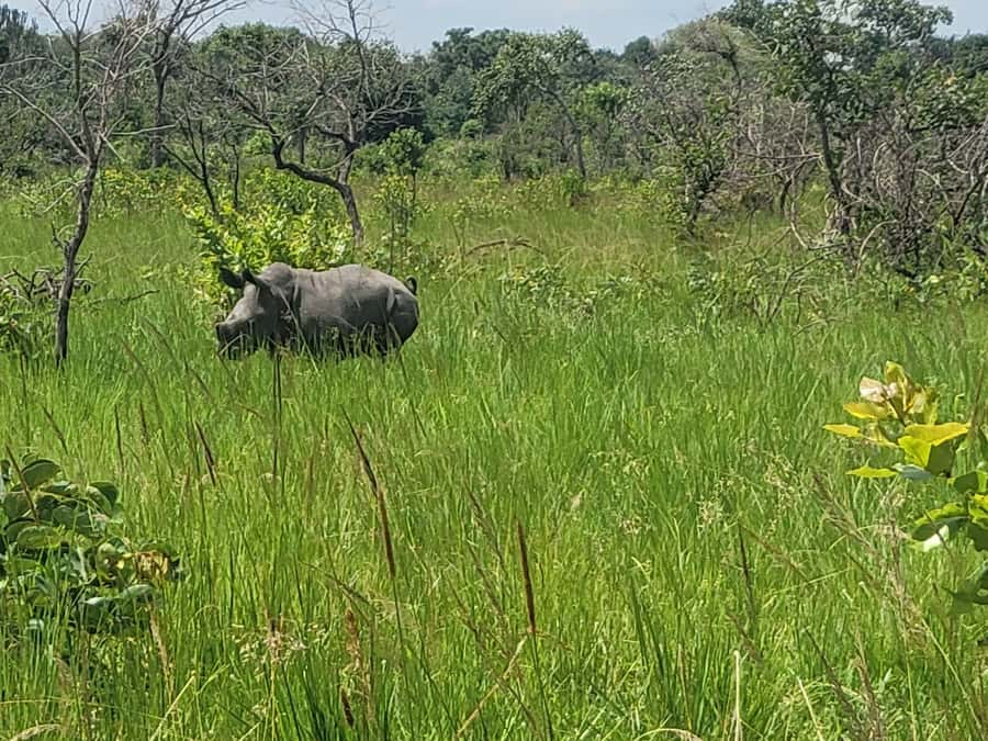 From Kampala: Ziwa Rhino Sanctuary Day Tour with Lunch - Wild Southern White Rhinos, Up Close, On Foot